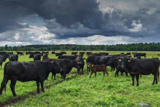 Beef cows farming in Leningrad Region