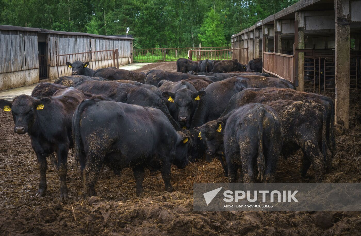 Beef cows farming in Leningrad Region