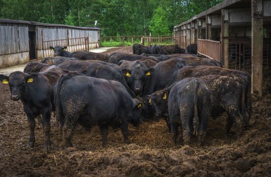 Beef cows farming in Leningrad Region