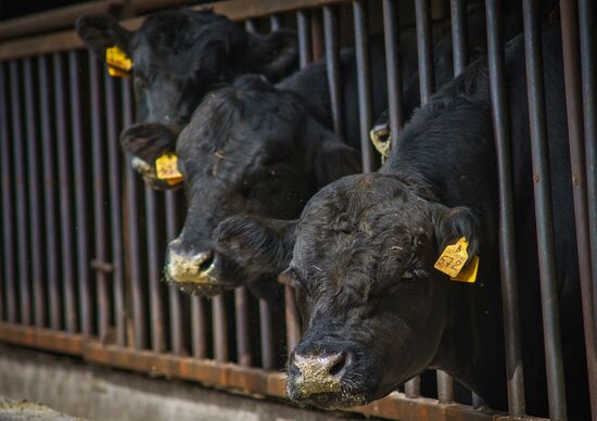 Beef cows farming in Leningrad Region