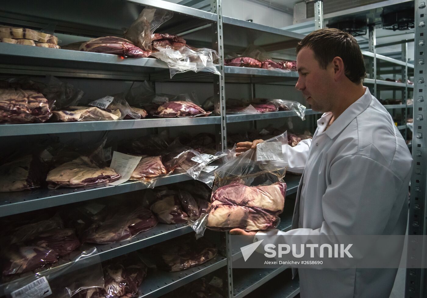 Beef cows farming in Leningrad Region