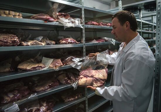 Beef cows farming in Leningrad Region
