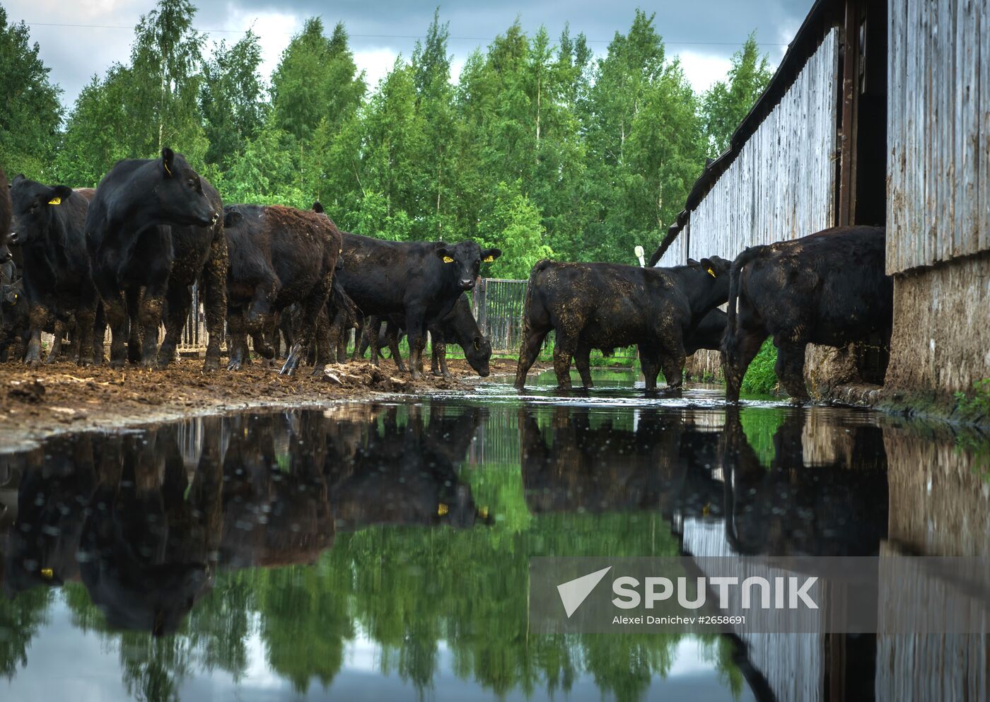 Beef cows farming in Leningrad Region