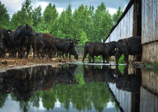 Beef cows farming in Leningrad Region