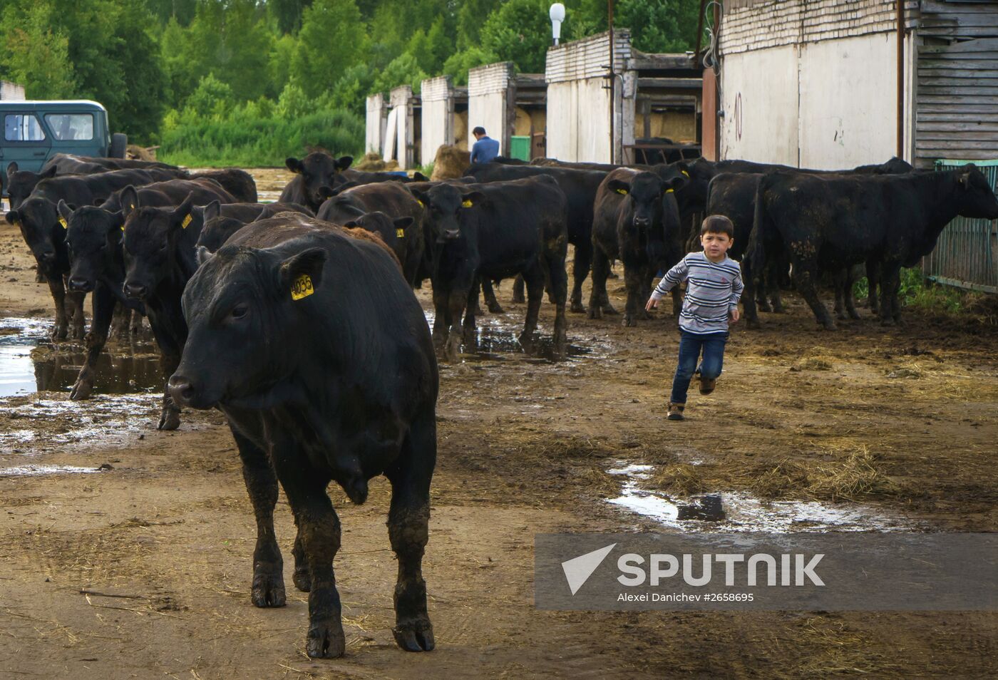 Beef cows farming in Leningrad Region