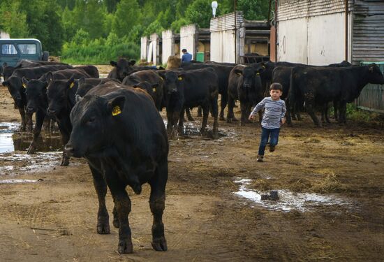 Beef cows farming in Leningrad Region