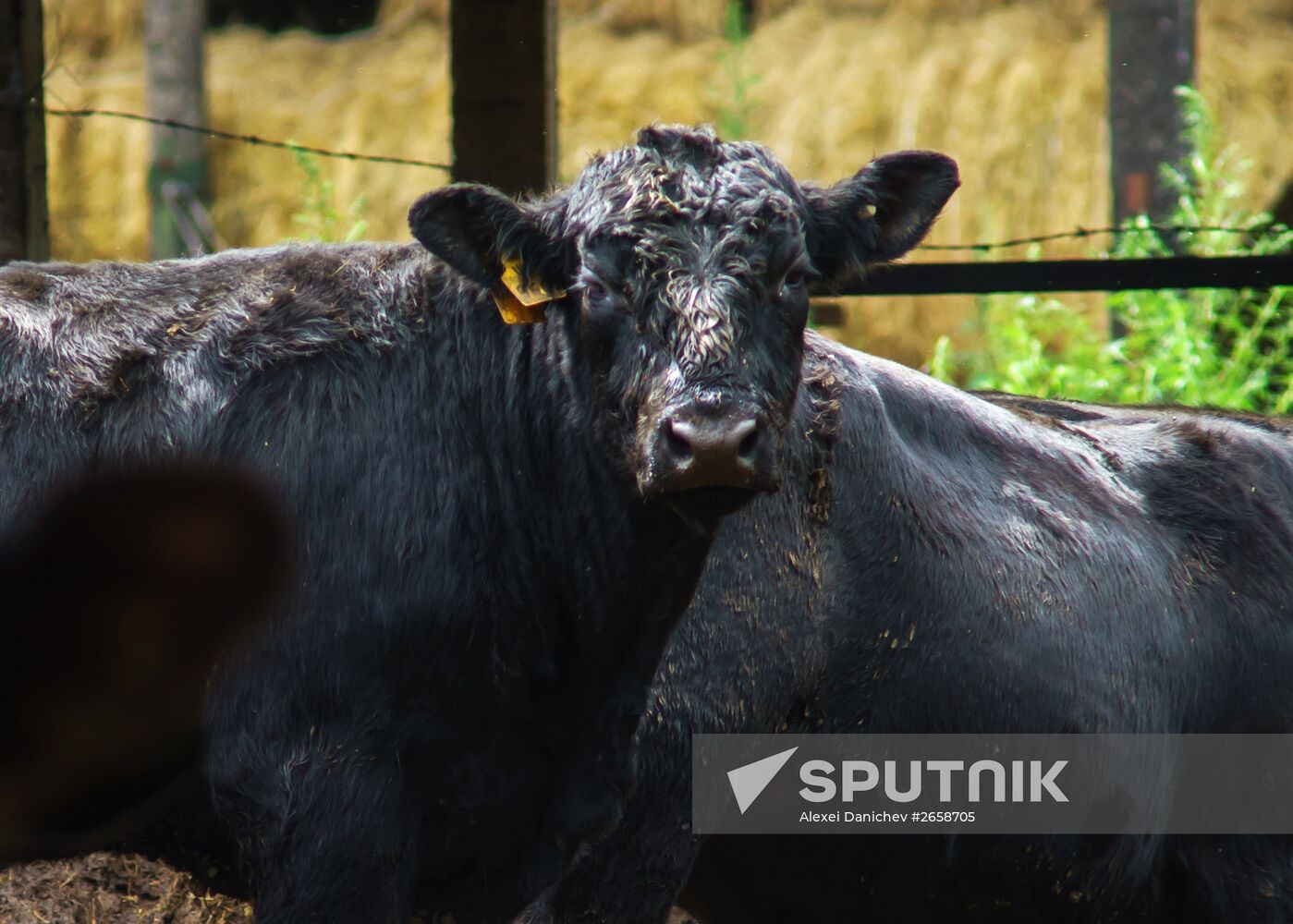 Beef cows farming in Leningrad Region