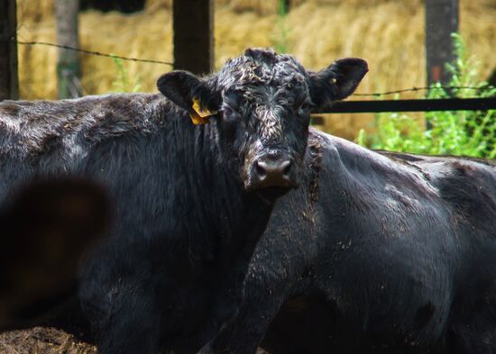 Beef cows farming in Leningrad Region