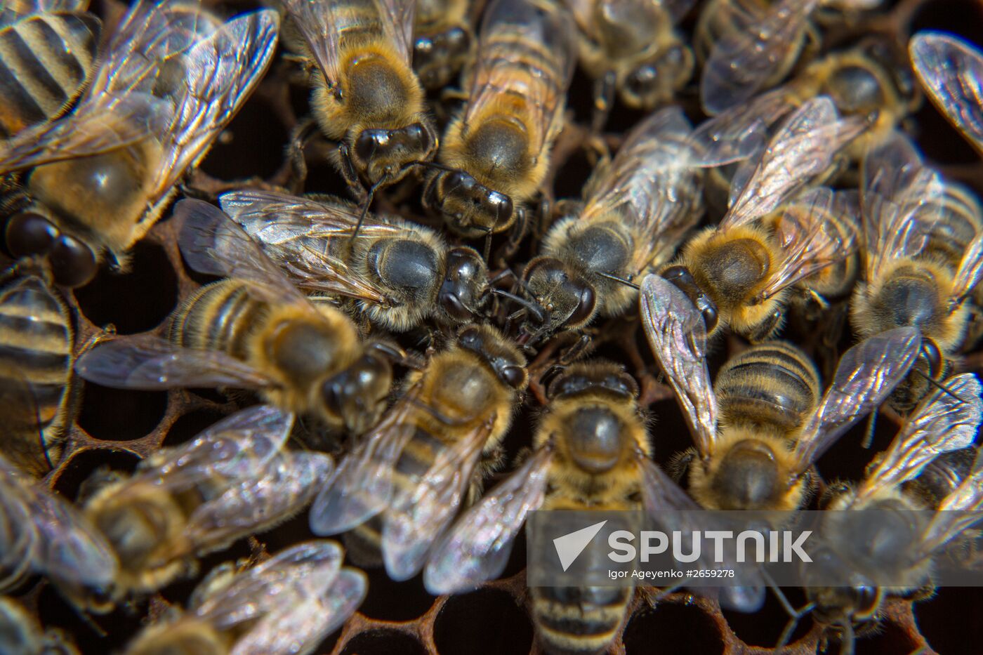 A bee-garden in the Amur Region