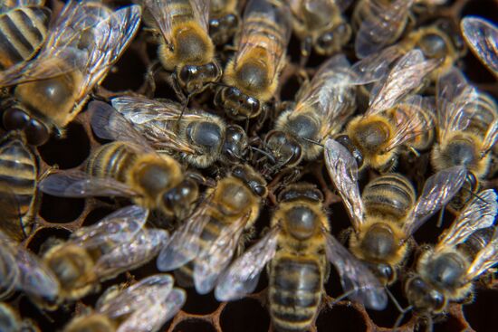 A bee-garden in the Amur Region