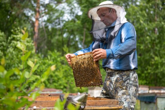 A bee-garden in the Amur Region