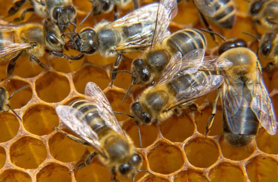 A bee-garden in the Amur Region