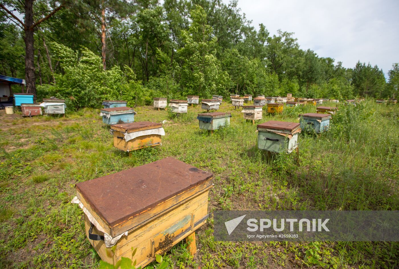 A bee-garden in the Amur Region