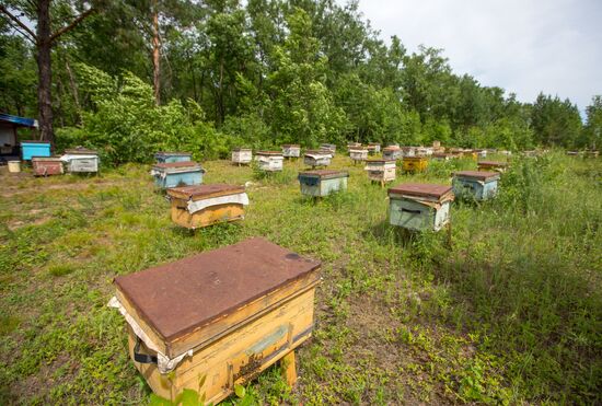 A bee-garden in the Amur Region