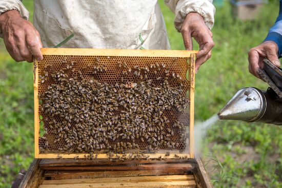 A bee-garden in the Amur Region