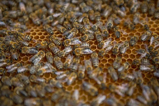 A bee-garden in the Amur Region