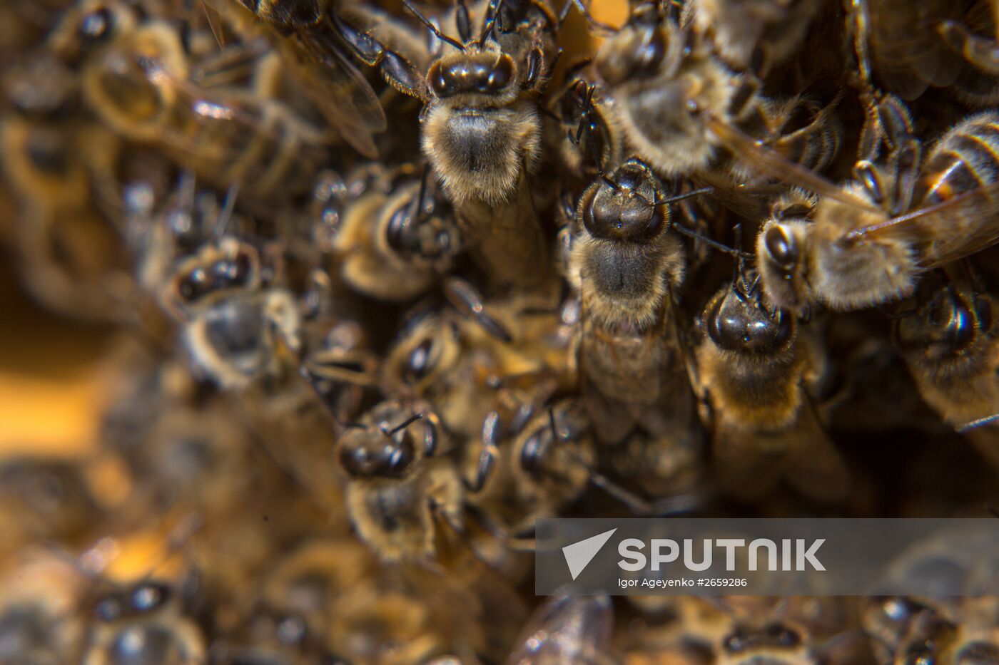 A bee-garden in the Amur Region