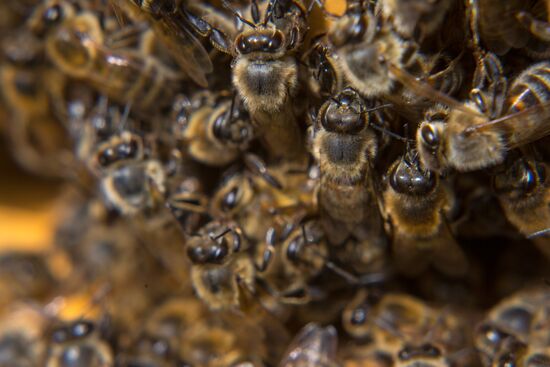 A bee-garden in the Amur Region
