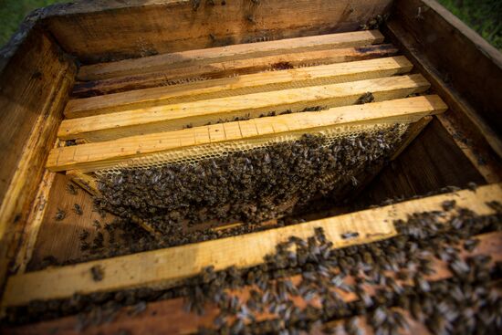 A bee-garden in the Amur Region