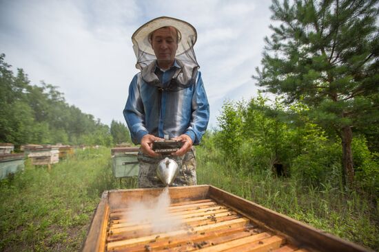 A bee-garden in the Amur Region