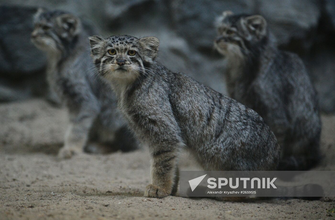 Manul kittens in Novosibirsk Zoo