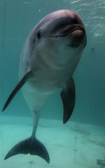 Primorsky Aquarium of Far Eastern Branch of Russian Academy of Sciences