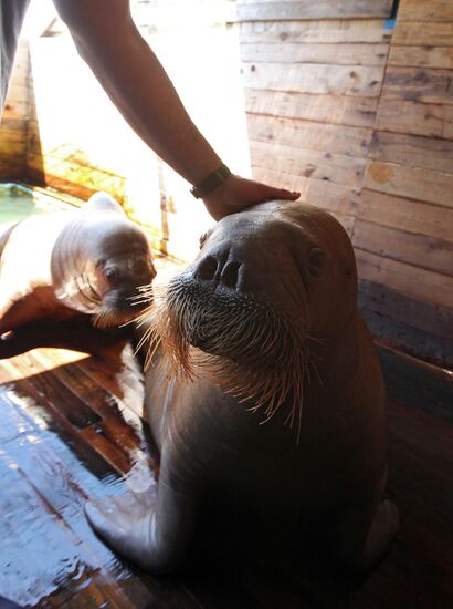 Primorsky Aquarium of Far Eastern Branch of Russian Academy of Sciences