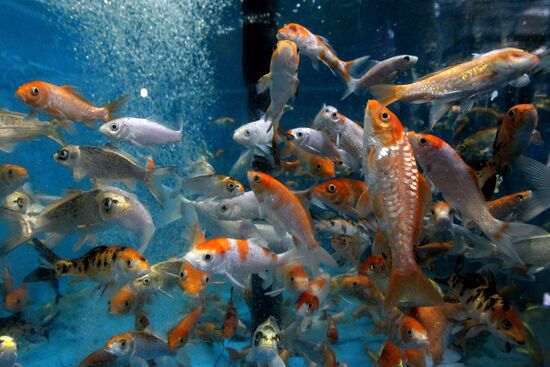 Primorsky Aquarium of Far Eastern Branch of Russian Academy of Sciences