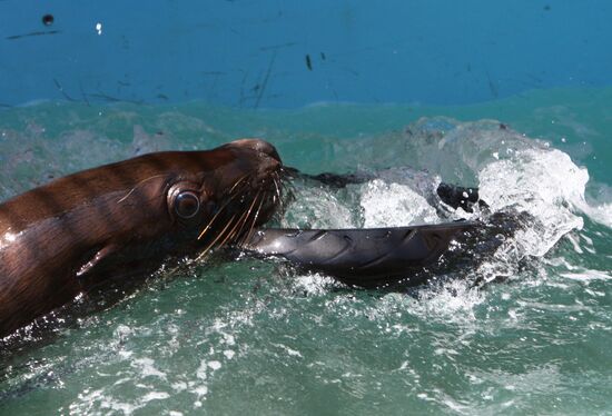 Primorsky Aquarium of Far Eastern Branch of Russian Academy of Sciences