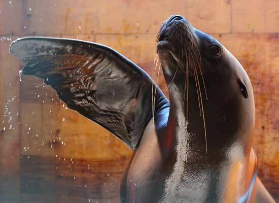 Primorsky Aquarium of Far Eastern Branch of Russian Academy of Sciences