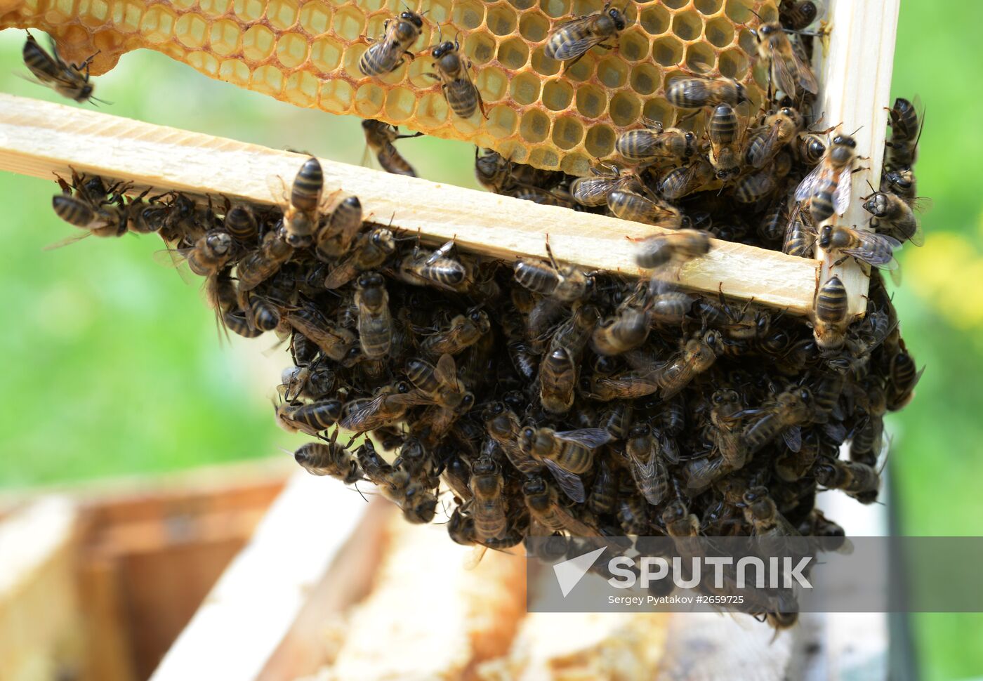 Shulgan-Tash state biosphere reserve in Bashkiria
