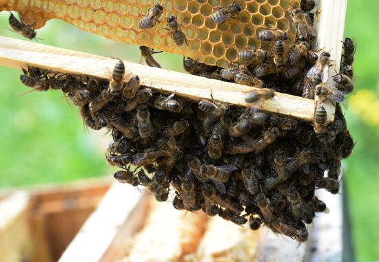 Shulgan-Tash state biosphere reserve in Bashkiria