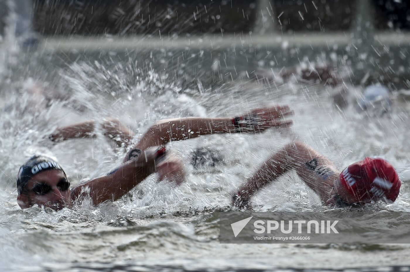 16th FINA World Aquatics Championships. Open water swimming. Men. 10km