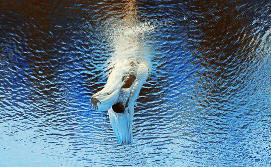 2015 FINA World Championships. Diving. Teams. Final