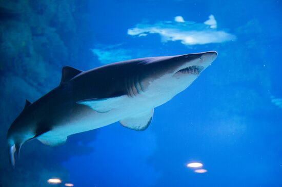 Moskvarium Center of Oceanography and Marine Biology opens at Moscow's VDNKh
