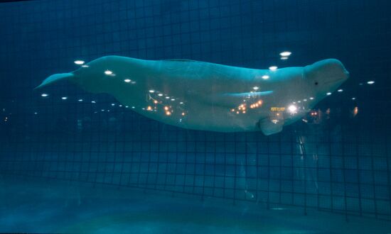 Mosquarium Center of Oceanography and Marine Biology at VDNKh