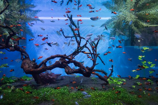 Mosquarium Center of Oceanography and Marine Biology at VDNKh