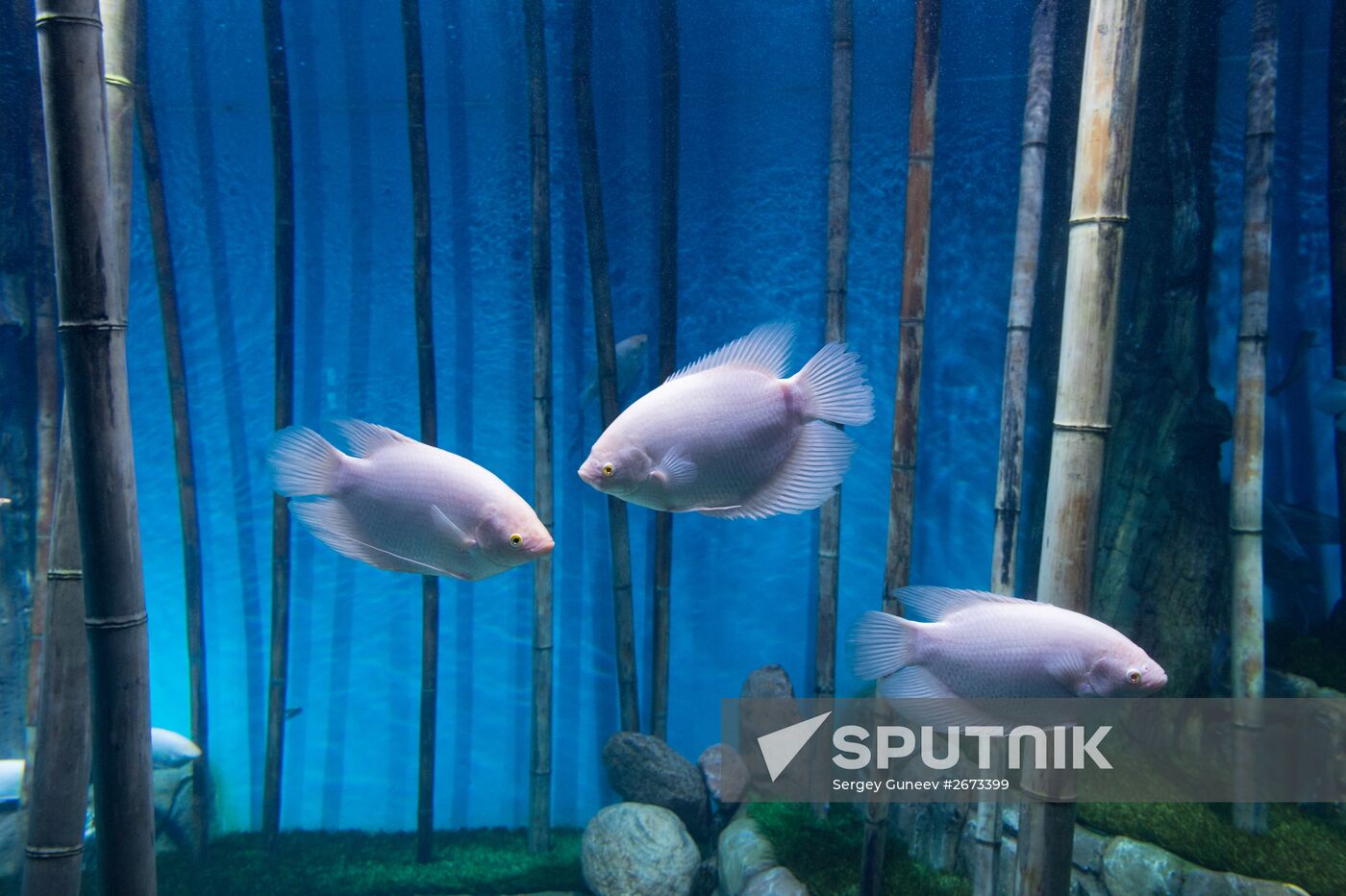 Mosquarium Center of Oceanography and Marine Biology at VDNKh