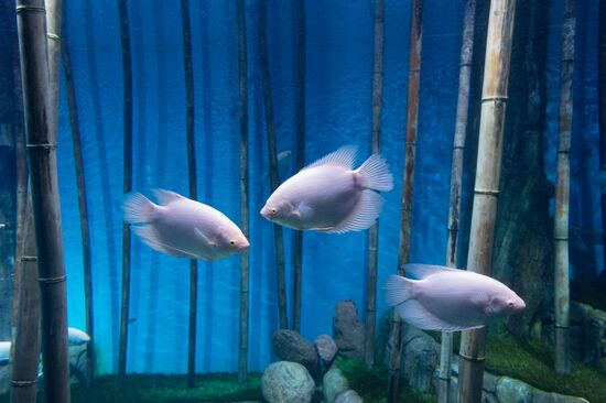 Mosquarium Center of Oceanography and Marine Biology at VDNKh
