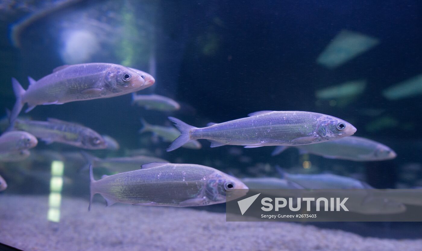 Mosquarium Center of Oceanography and Marine Biology at VDNKh