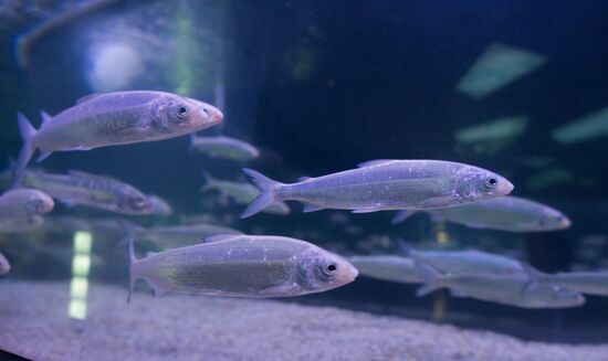 Mosquarium Center of Oceanography and Marine Biology at VDNKh
