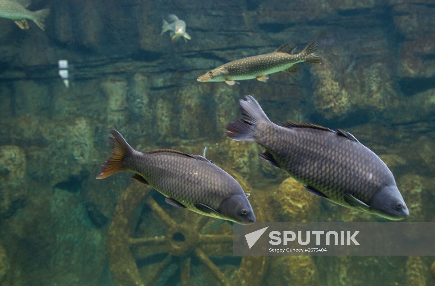 Mosquarium Center of Oceanography and Marine Biology at VDNKh