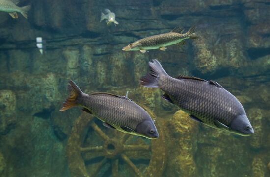 Mosquarium Center of Oceanography and Marine Biology at VDNKh