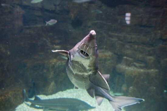 Mosquarium Center of Oceanography and Marine Biology at VDNKh