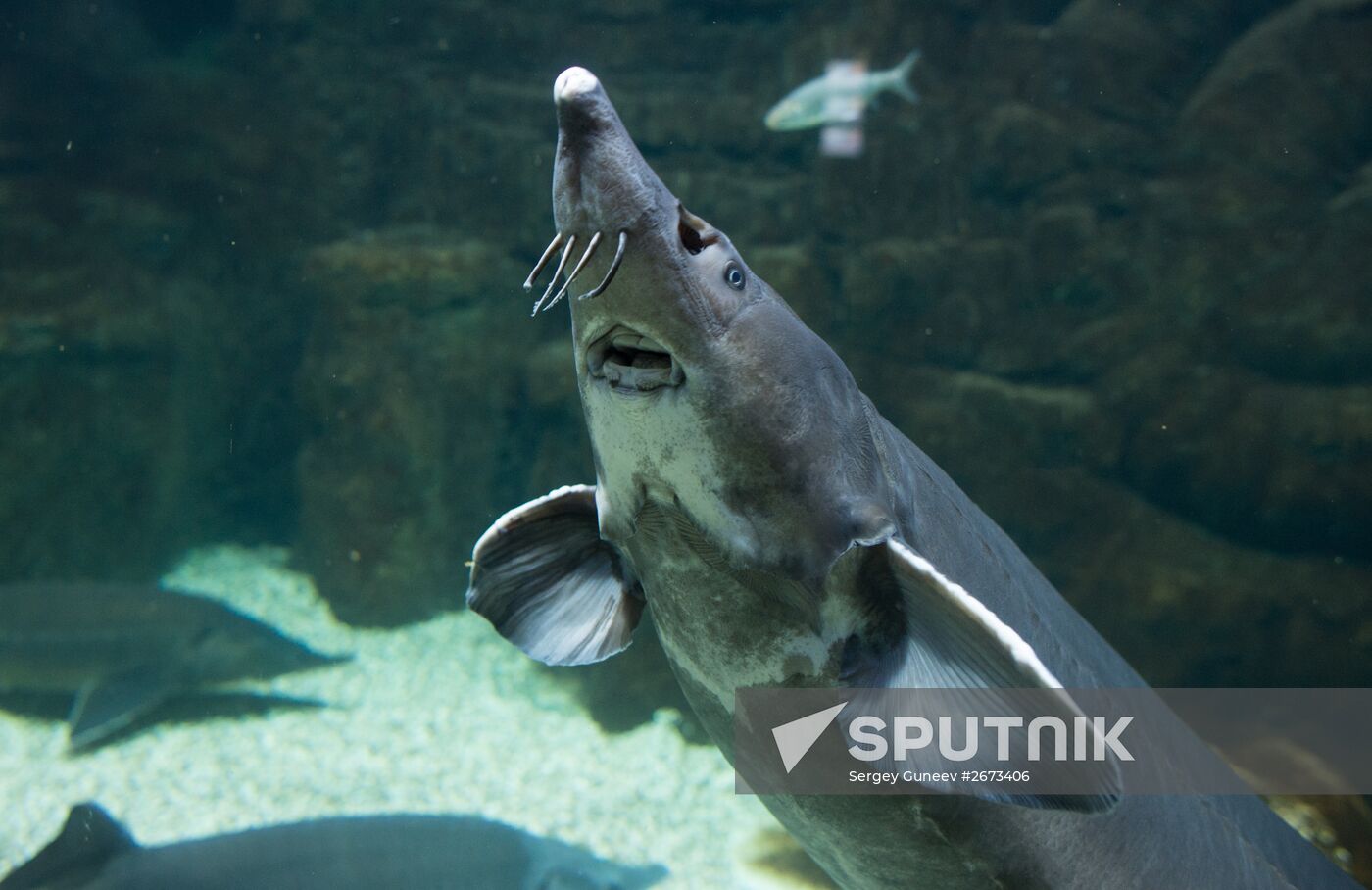Mosquarium Center of Oceanography and Marine Biology at VDNKh