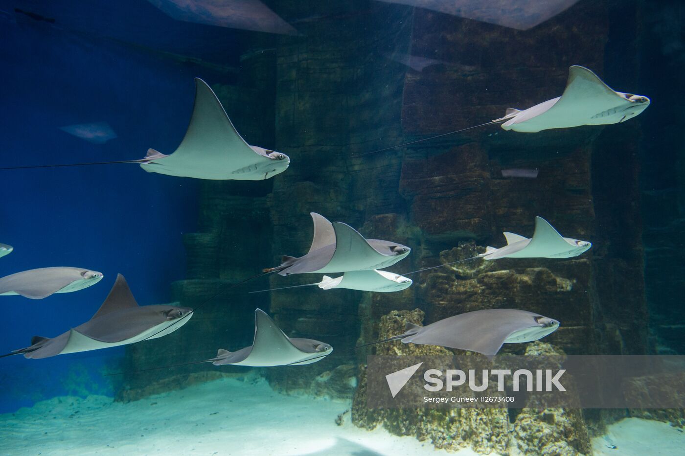 Mosquarium Center of Oceanography and Marine Biology at VDNKh