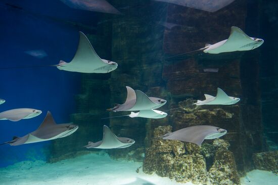 Mosquarium Center of Oceanography and Marine Biology at VDNKh