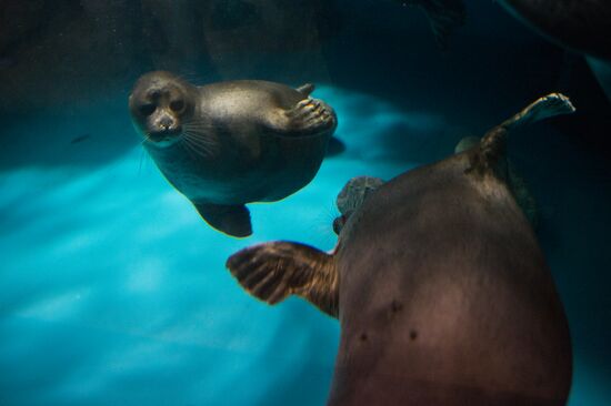Mosquarium Center of Oceanography and Marine Biology at VDNKh