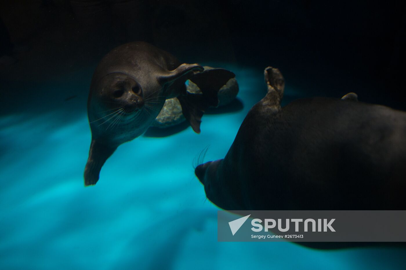 Mosquarium Center of Oceanography and Marine Biology at VDNKh