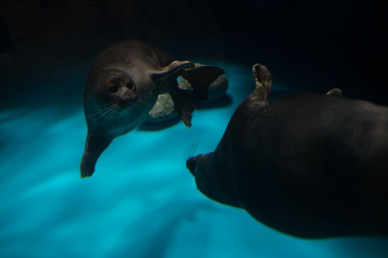 Mosquarium Center of Oceanography and Marine Biology at VDNKh